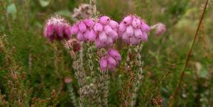 Stock photo of Mosiac of Cross leaved heath (Erica tetralix), Ling