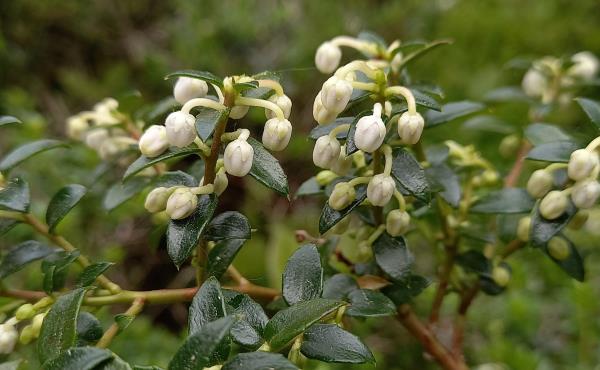 Gaultheria mucronata