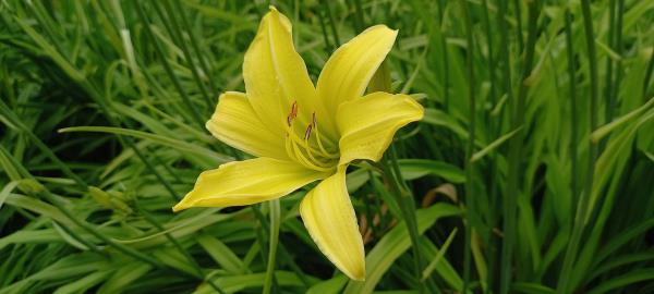 Hemerocallis lilioasphodelus