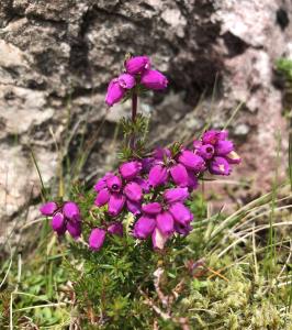 Pink Heather Flower Border (calluna Vulgaris, Erica, Ling) On