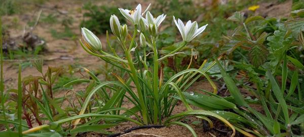 Ornithogalum umbellatum