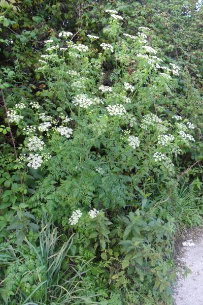 Conium maculatum