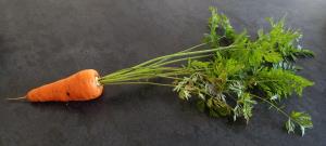 Edible Carrot