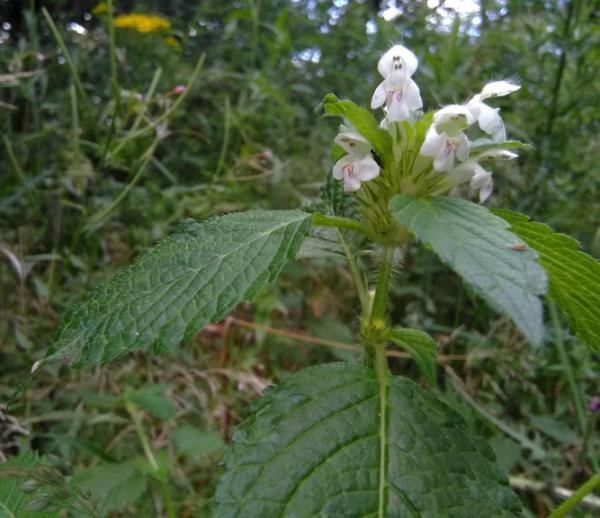 Galeopsis tetrahit