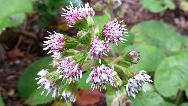 Petasites fragrans