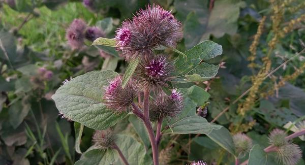 Arctium nemorosum