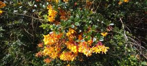 Darwin's Barberry