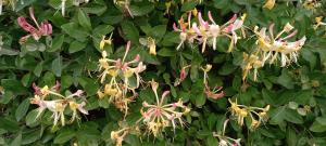 Common Honeysuckle