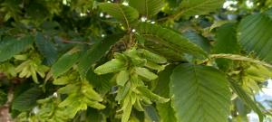 Hornbeam