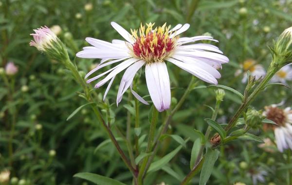 Aster novibelgii