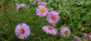 Hairy Michaelmas Daisy
