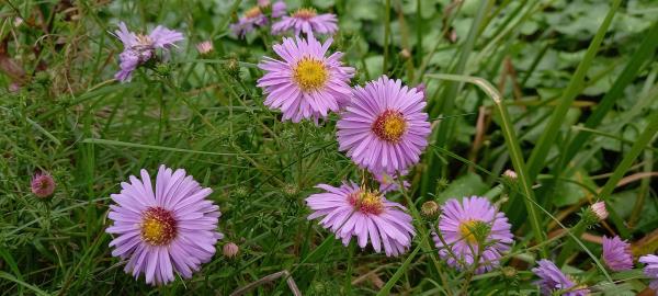 Aster novae-angliae