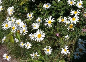 Shasta Daisy