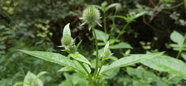 Dipsacus pilosus