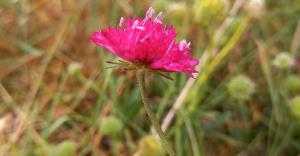 Sweet Scabious