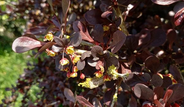 Berberis thunbergii