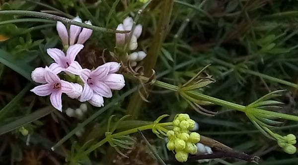 Asperula cynanchica