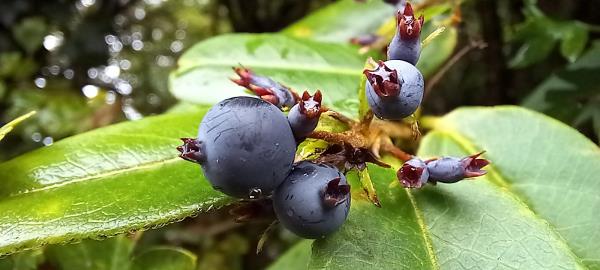 Lonicera henryi