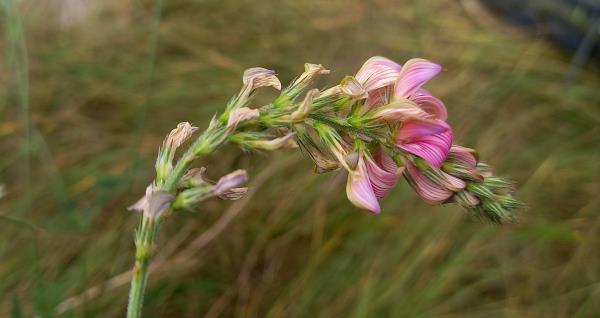 Onobrychis viciifolia