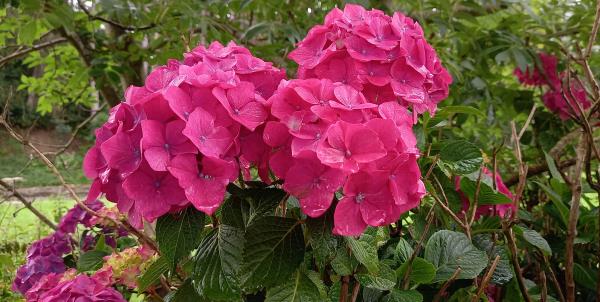 Hydrangea macrophylla
