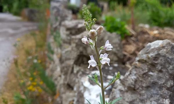 Linaria repens