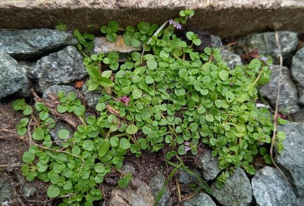 Mentha requienii