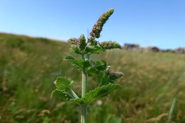 Mentha suaveolens