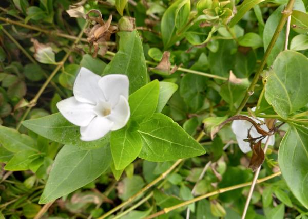 Vinca difformis