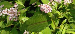 Lesser Knotweed