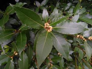 Bay Laurel