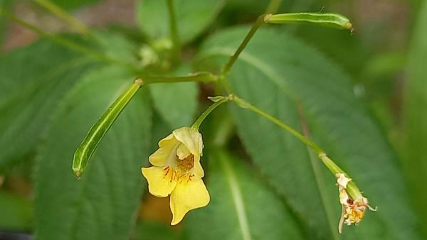 Impatiens parviflora