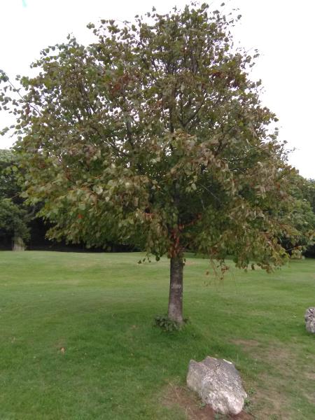 Tilia x europaea