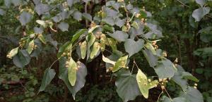 Small-leaved Lime
