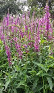 Purple Loosestrife
