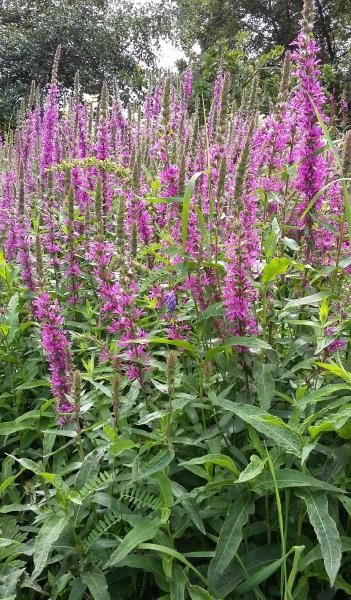 Lythrum salicaria