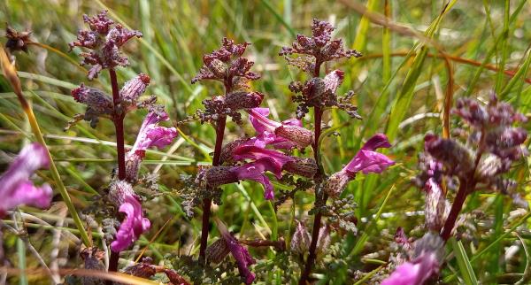 Pedicularis palustris