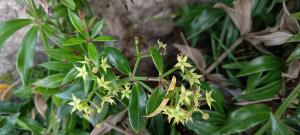 Wild Madder