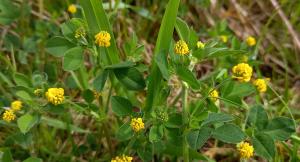 Black Medick