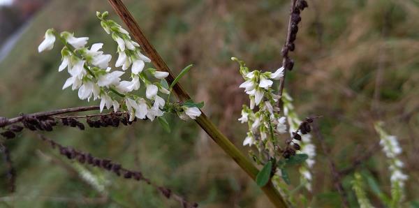 Melilotus albus