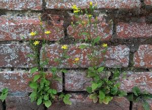 Nipplewort