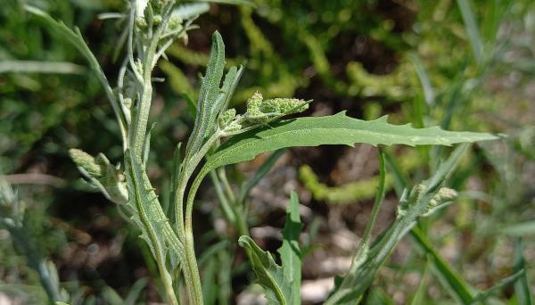 Atriplex patula