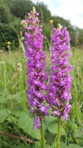 Chalk Fragrant Orchid
