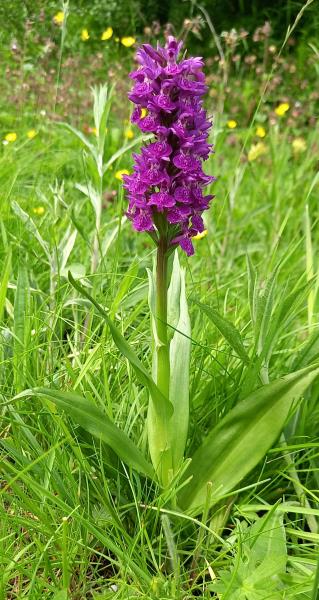 Dactylorhiza purpurella