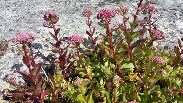 Sedum telephium