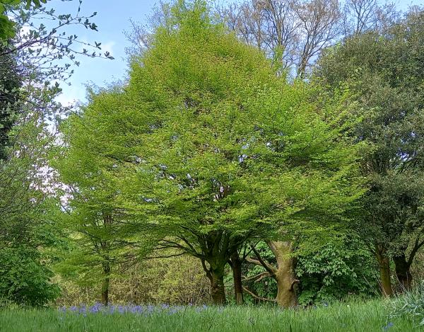 Fagus sylvatica asplenifolia