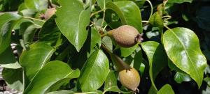Cultivated Pear