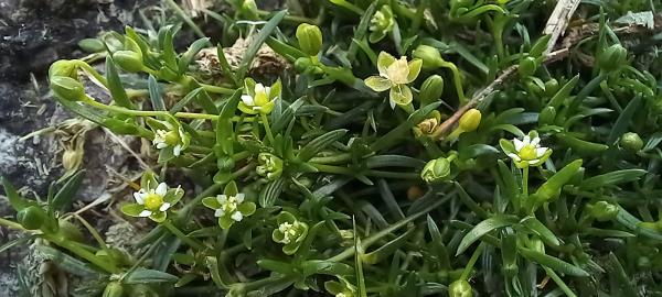 Sagina procumbens