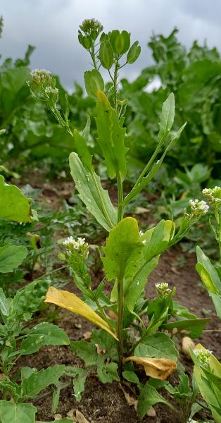 Thlaspi arvense