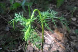 Pignut