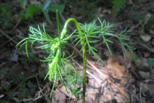 Conopodium majus